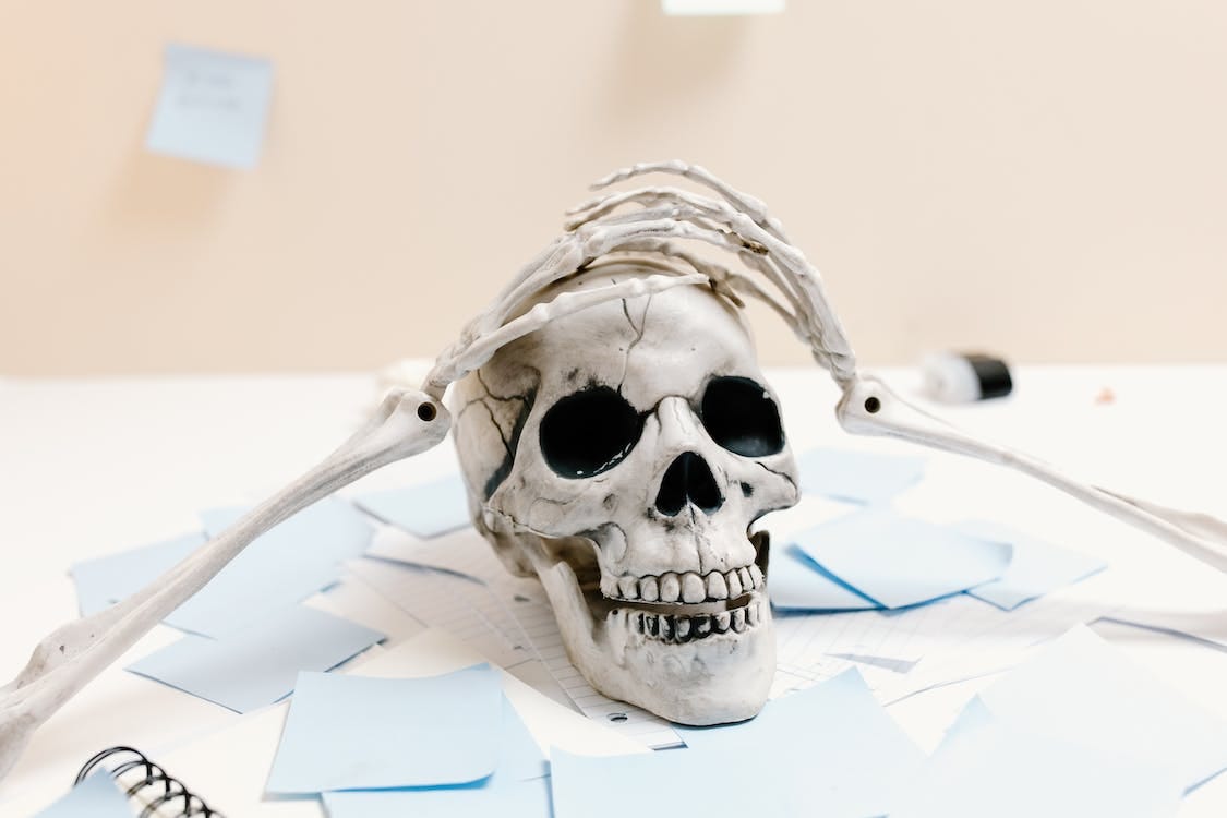 Free White Skull on White Paper Stock Photo