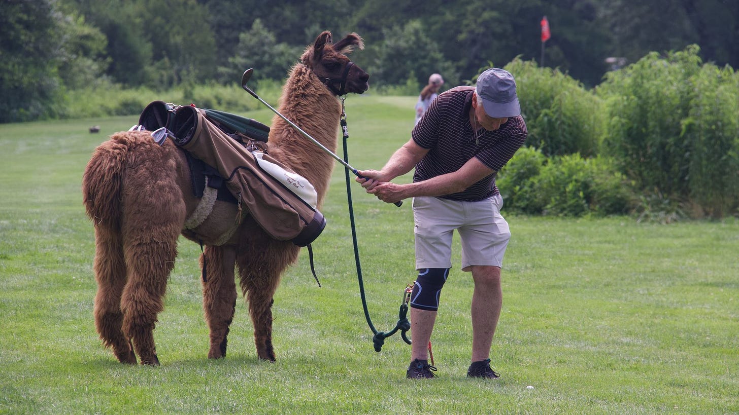 A llama stands next to a golfer on the fairway.