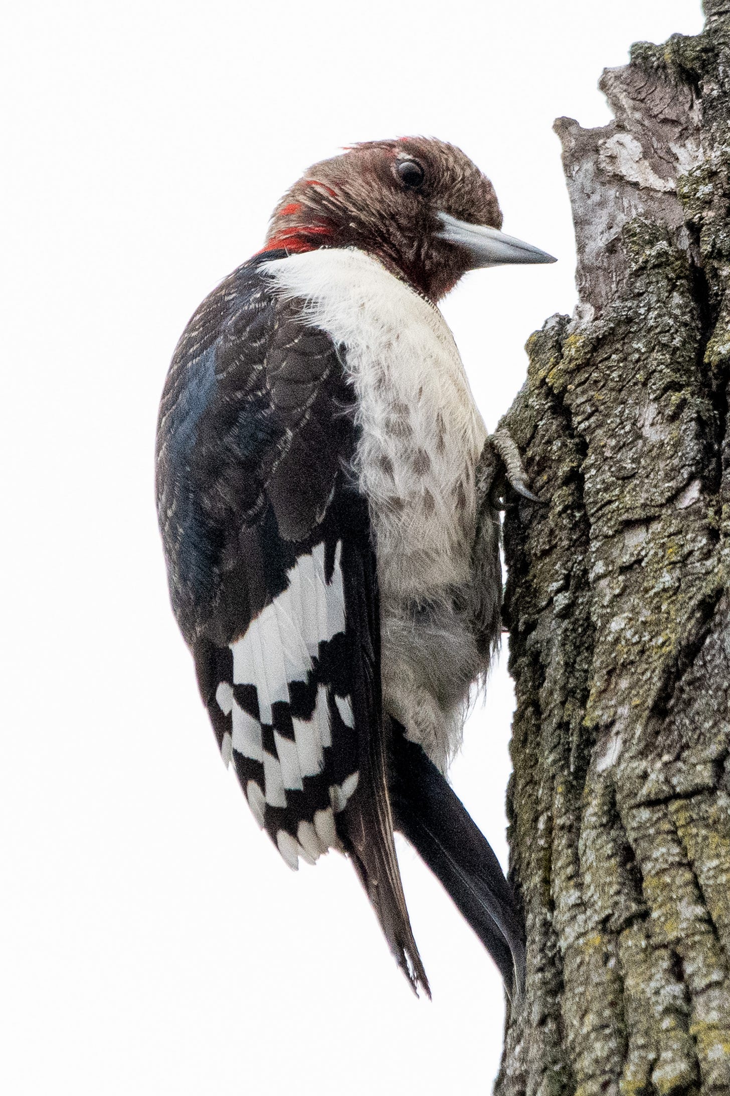 An immature red-headed woodpecker, the red just coming in through the brown of its hood, looks down over its right shoulder at the viewer