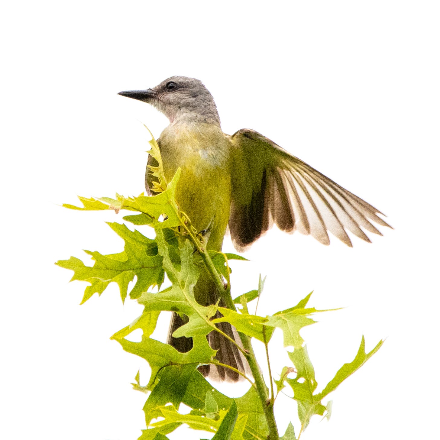 A Couch's or a tropical kingbird, perched at the top of an oak, breast to the viewer, beak to the left, opposite wing extended