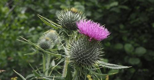 What is the flower of Scotland?