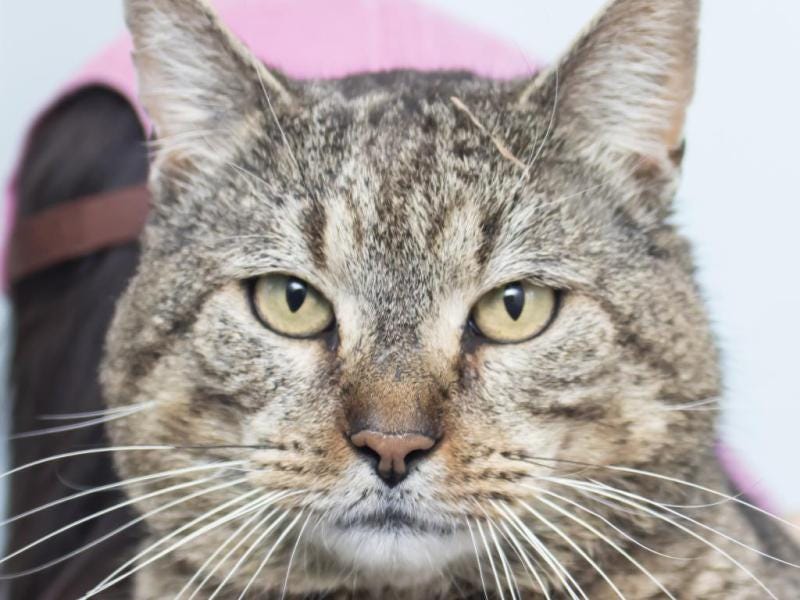 Adoptable Cat of the Week: Bumper