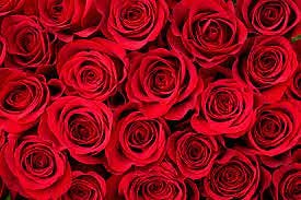 Valentine's Day Roses: Why We Give Roses for Valentine's Day