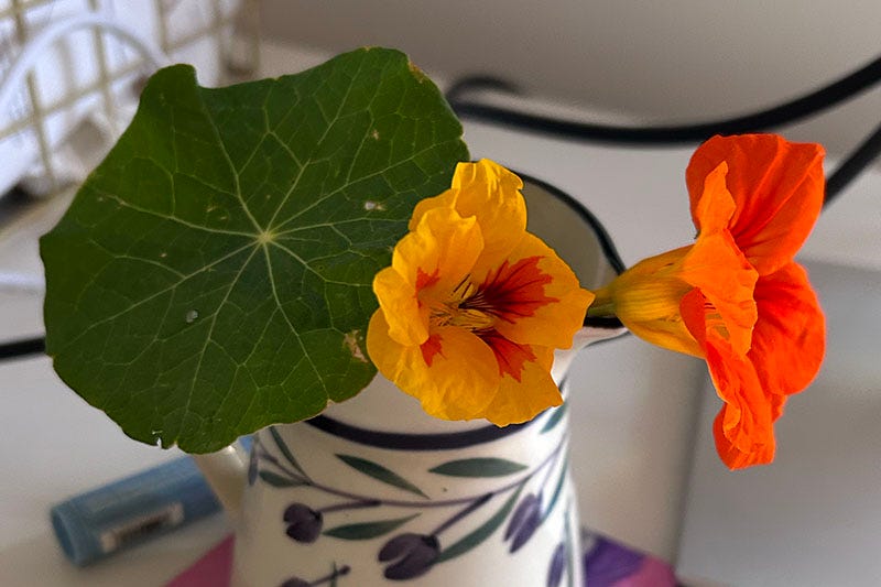 Yellow and orange nasturtium flowers and a life in a little vase on a desk.