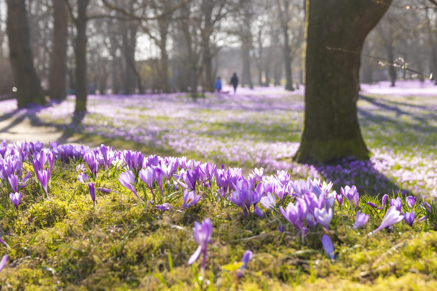 Hundreds of purple crocuses in a grassy area with lots of trees in. There are two people, blurry, in the distance.