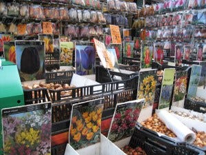 Bloemenmarkt in Amsterdam