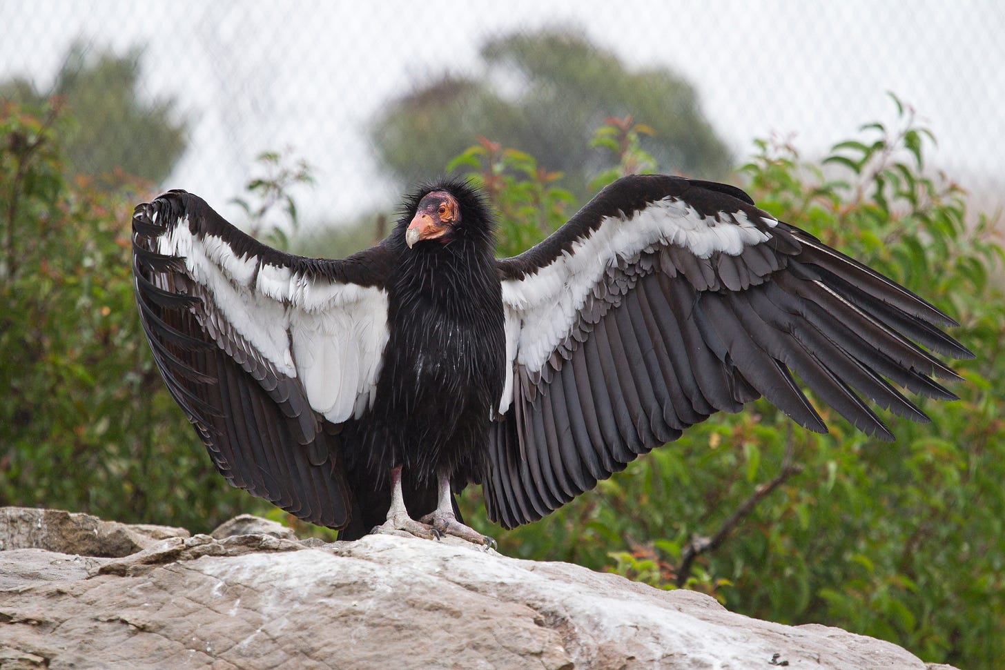 California condors are capable of reproducing without males, study says -  The Washington Post