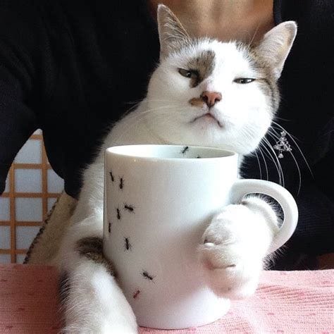 Biwa-Wakaba (Drinking a cup of hot milk. 寒い朝は温かい牛乳がいいね) | Cat drinking, Cat paws, Cats