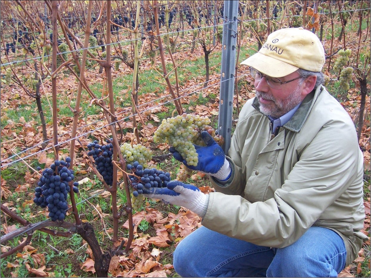 Ernie with Syrah and Viognier clusters.