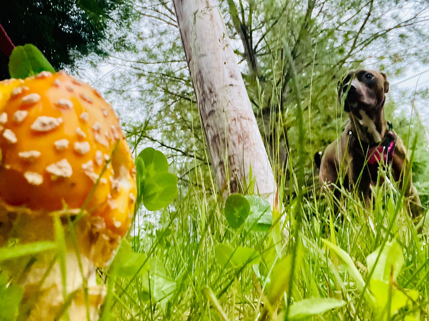 mushroom, grass, dog, from the angle of the grass