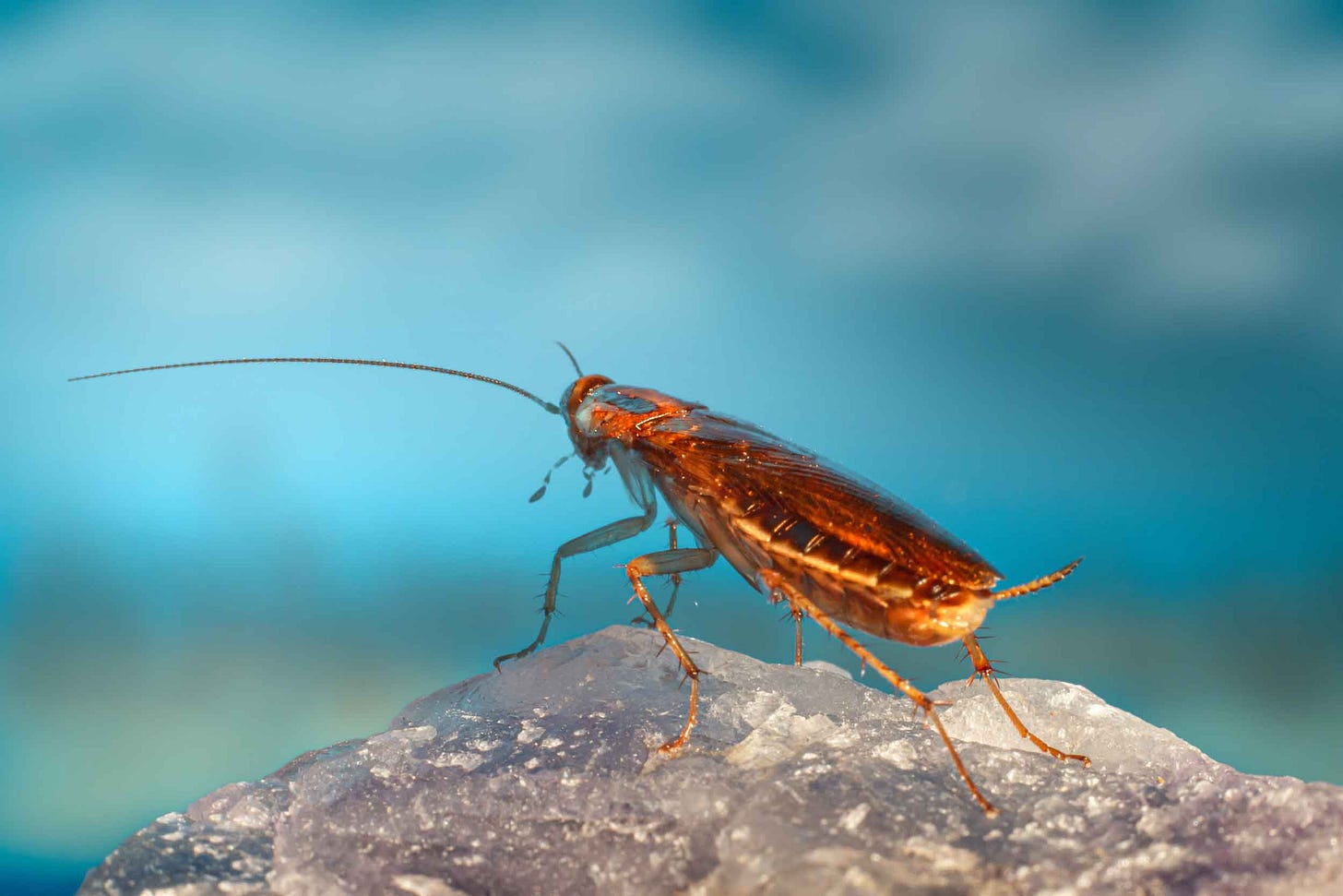 A cockroach poised on a rock A cockroach poised on a rock
