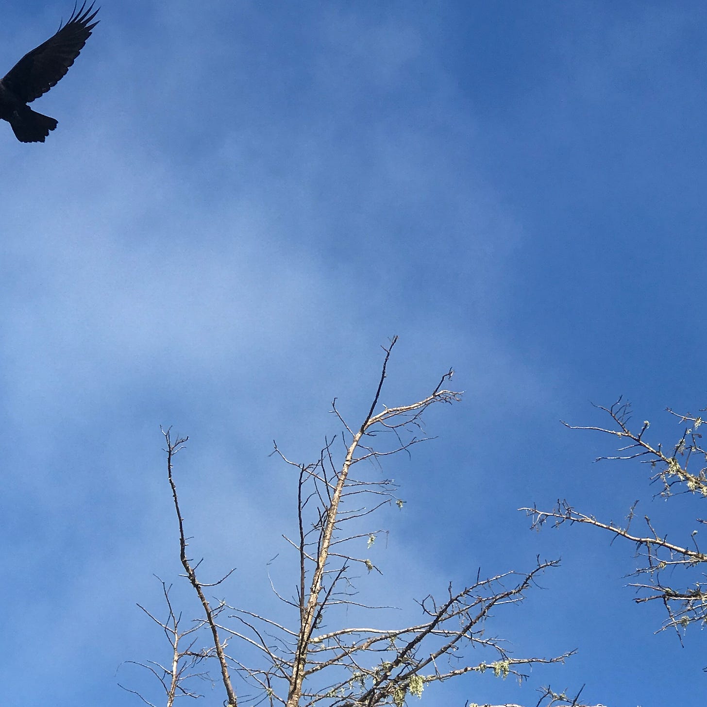 Crow flying against blue sky above tree top