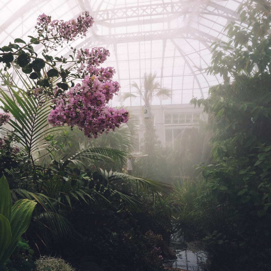 The inside of a gigantic conservatory full of unruly, beautiful small trees and plants. The air is grey, wet and misty; a large branch packed with soft lavender flowers arches over the center walkway.