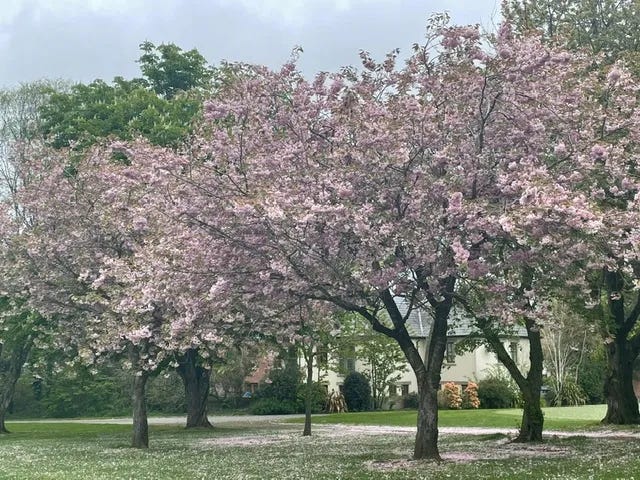 Image By Author - Cherry Blossom