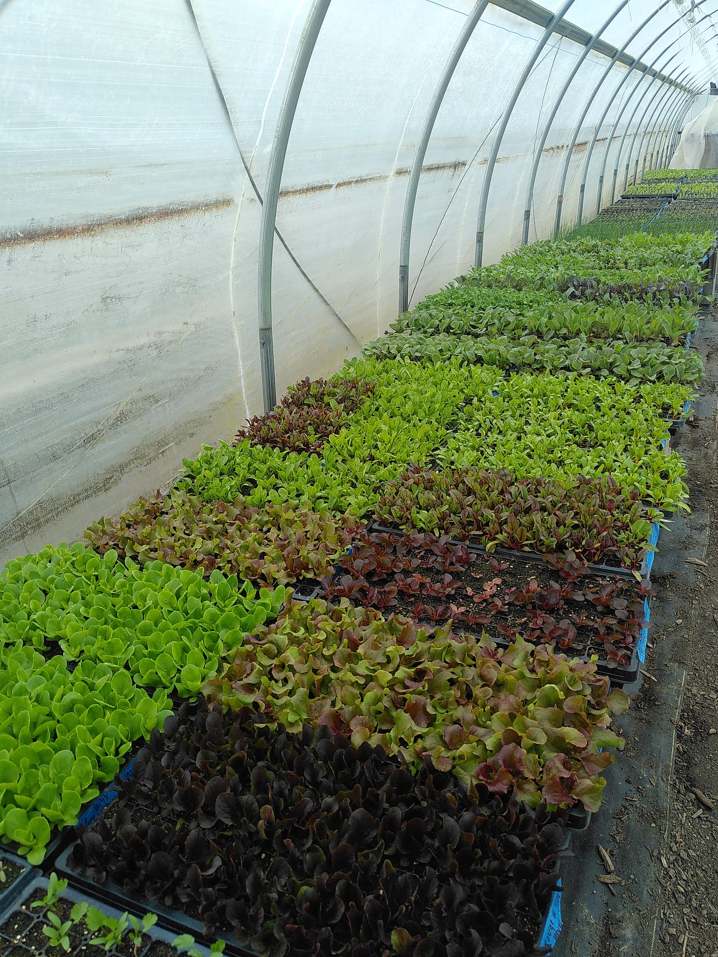 A table full of lettuce seedings and other extends into the distance under the plastic cover of a hightunnel.