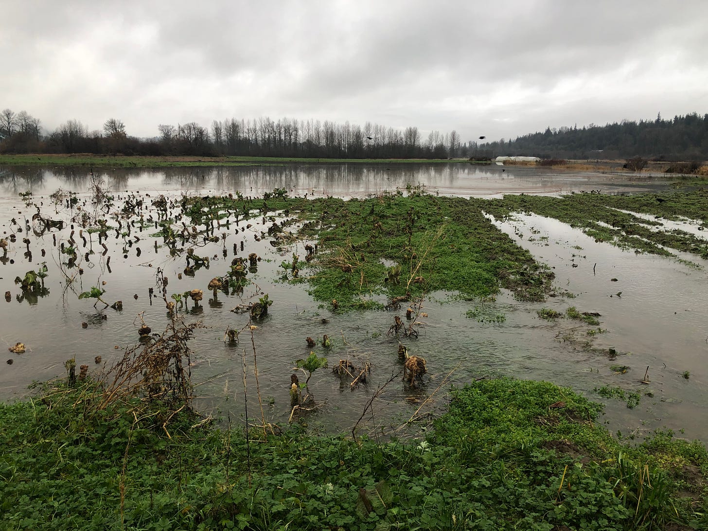 a flooded field, with rows of rotting cauliflower stems and some green plants emerging above the water line