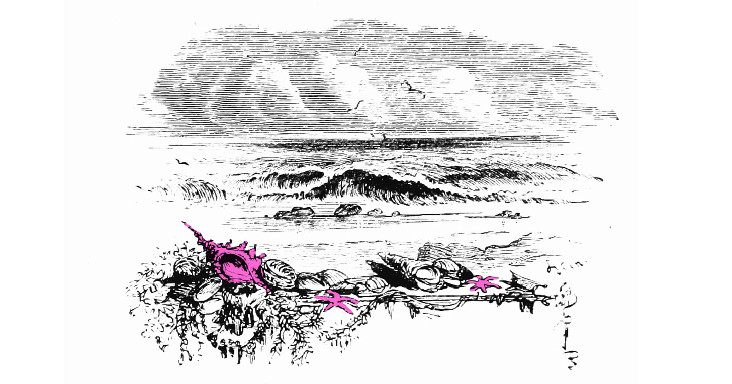 Vintage-looking black and white illustration with pink details. Sea with shells in foreground. Scattered shells and starfish are colored pink.