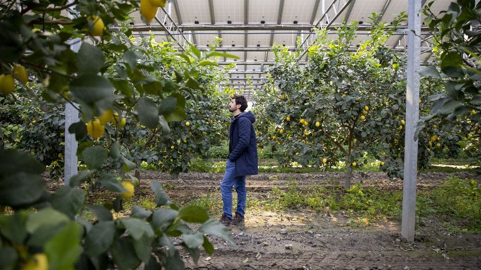 Antonio Lancellotta grew these citrus trees beneath a canopy of solar panels generating clean electricity (Credit: Agostino Petroni)