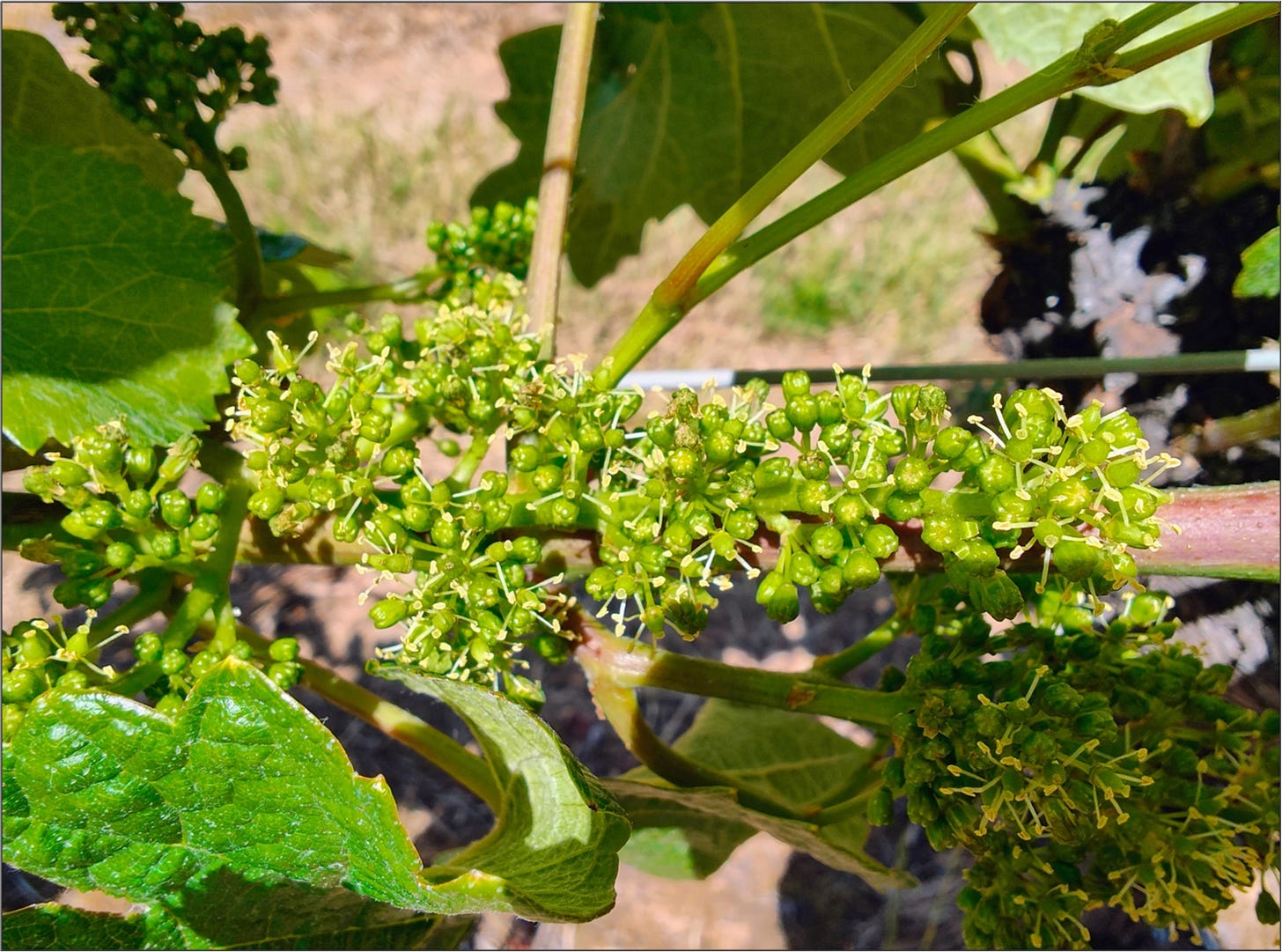 Pinot Noir enjoying ideal weather for flowering in June. 