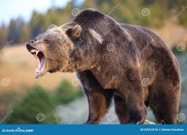 Grizzly Bear Growling stock photo. Image of carnivore - 27013210