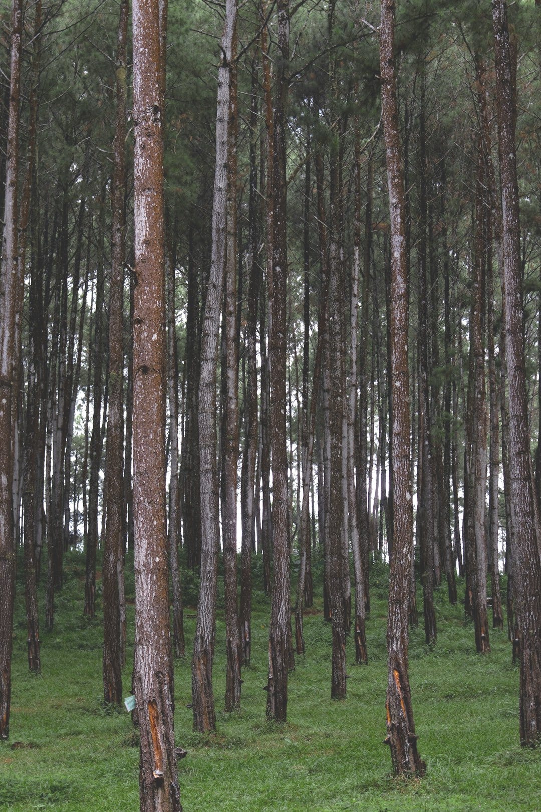 a forest of trees