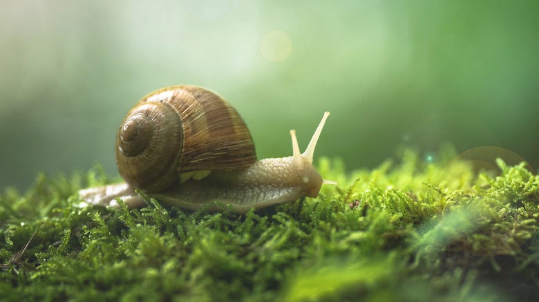 What Step Should Snail Mucin Be In Your Skincare Routine?