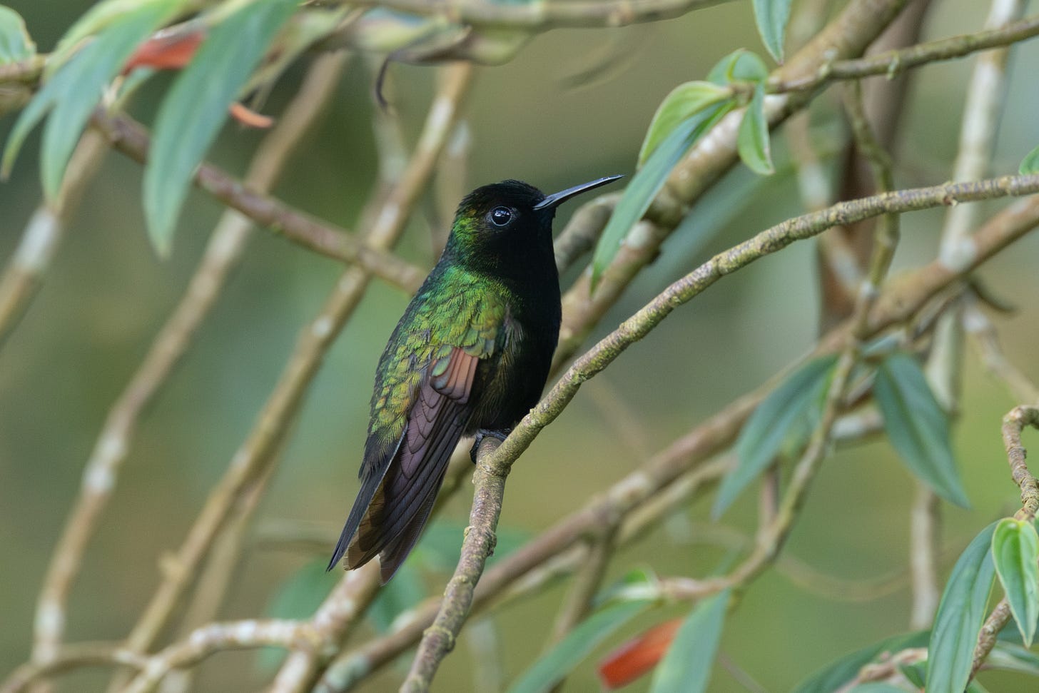 a green hummingbird with an entirely black front, perched on a stick.