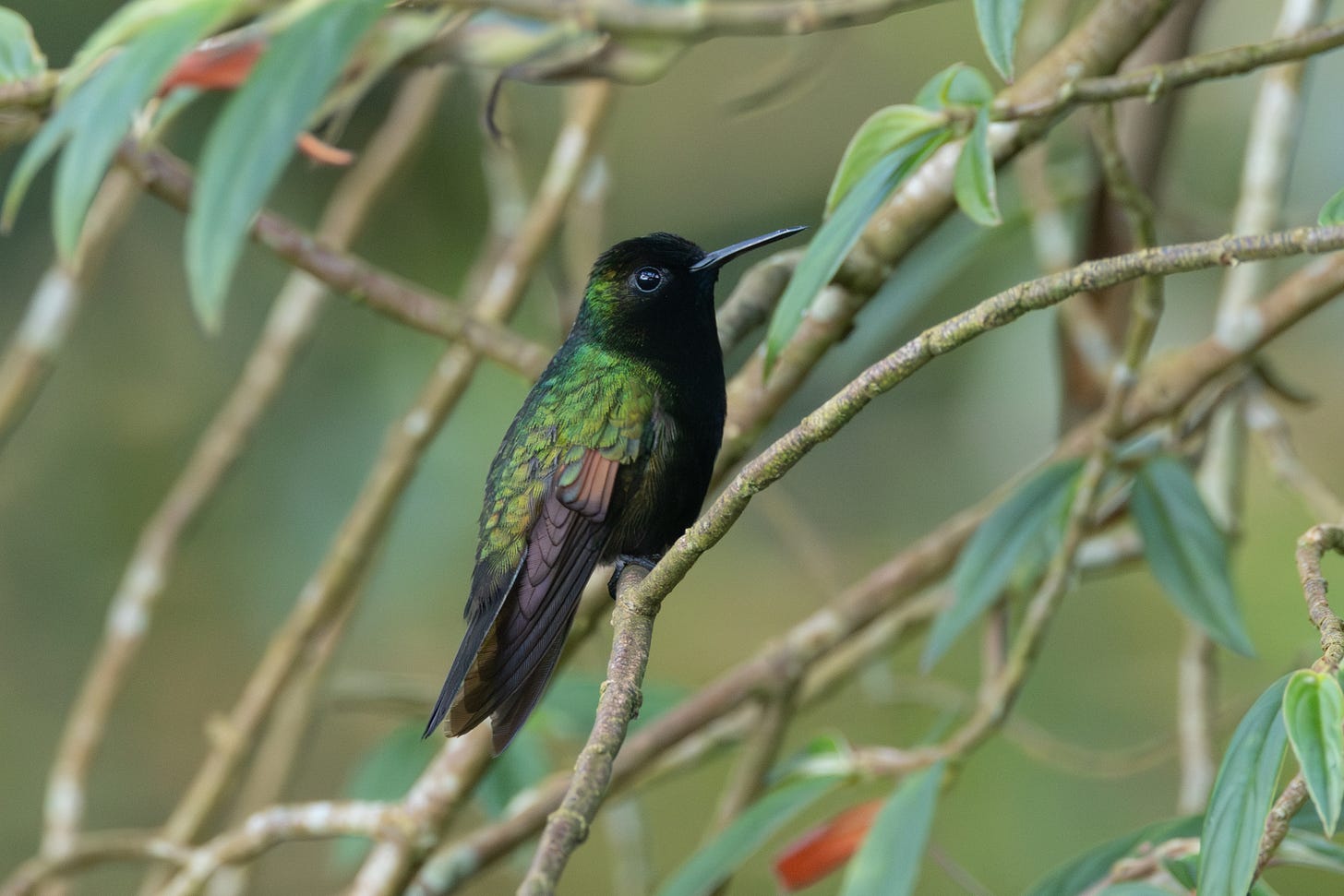 a green hummingbird with an entirely black front, perched on a stick. a green hummingbird with an entirely black front, perched on a stick.