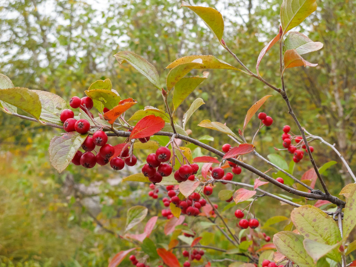 Red Chokeberry | University of Maryland Extension