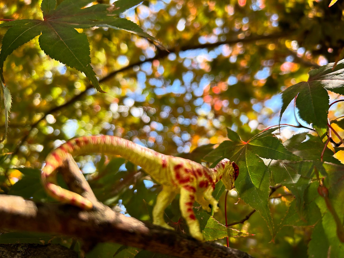 A green Dilophosaurus with brown spots climbing the branch of a Japanese maple tree. Red and greenish leaves surround them. A brilliant blue sky is visible in the background.