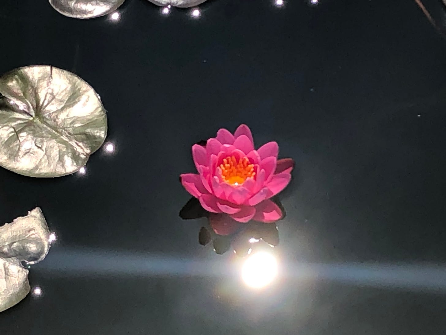 A pink lotus and lilypads float in dark waters, a sun flare reflects off the pond