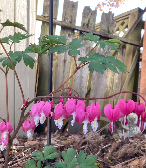 close-up photo of a bleeding heart plant in front of a wood fence