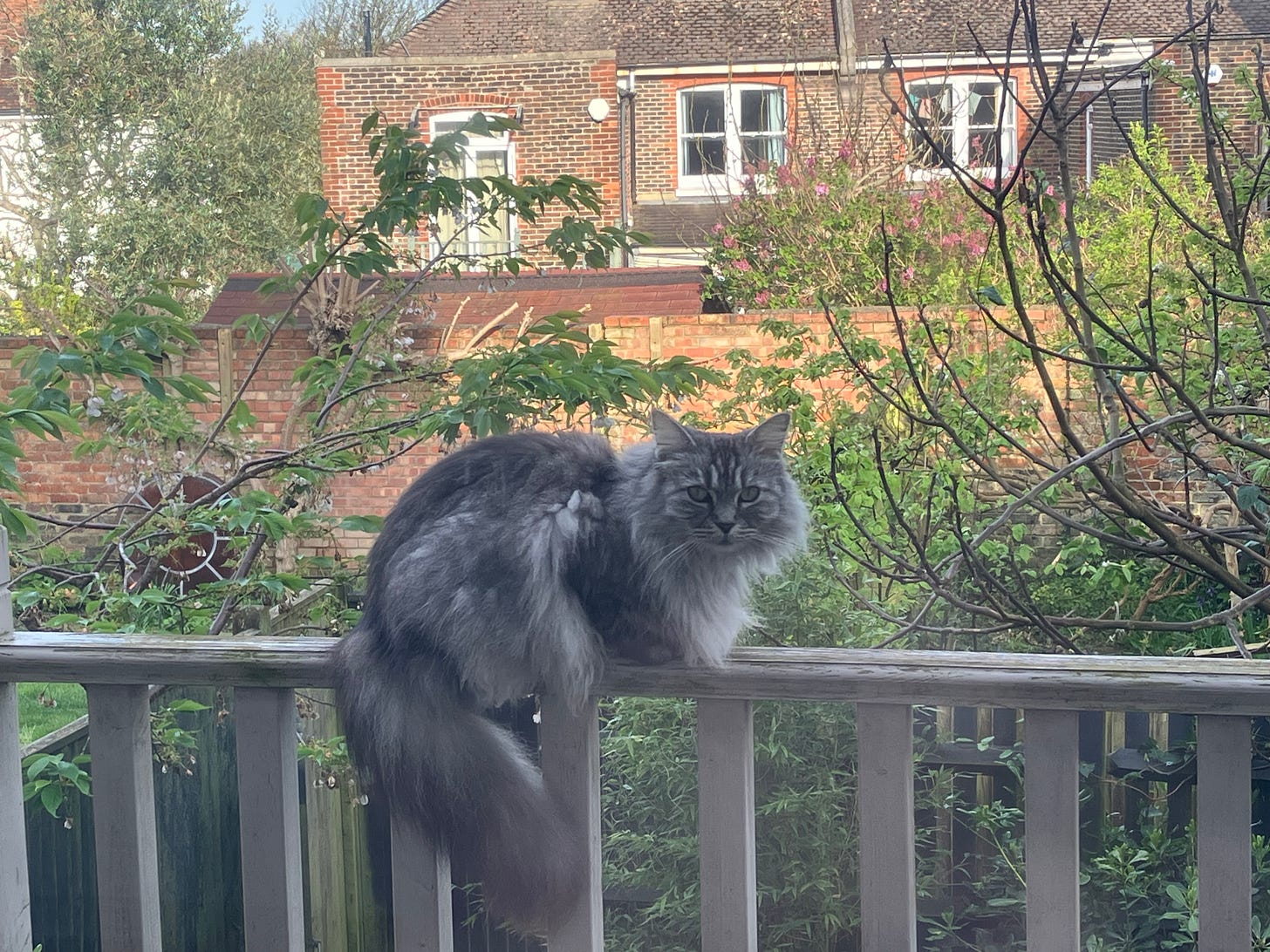 Grey cat on a railing with green trees and a brick house in the background.