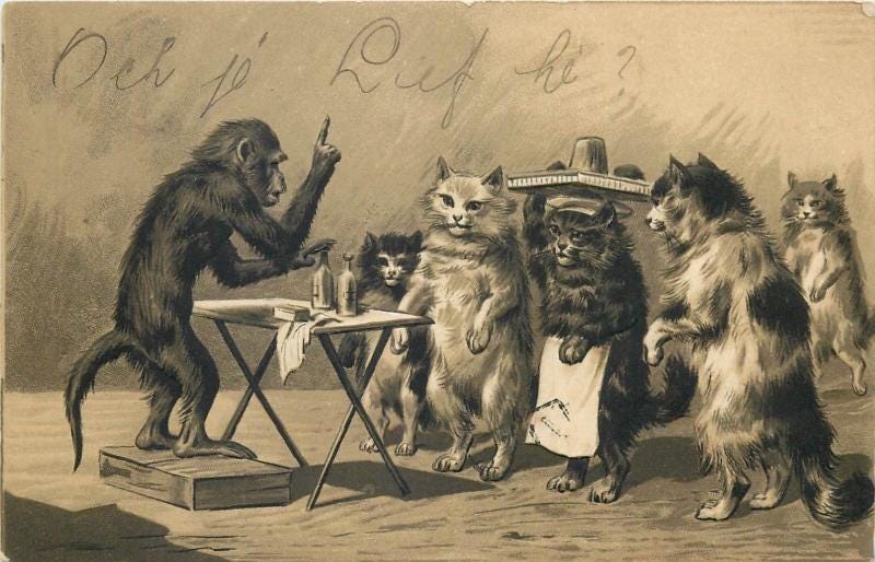 Anthropomorphic animals humanized embossed comic monkey teacher waiters  cats | Topics - Animals - Other, Postcard / HipPostcard
