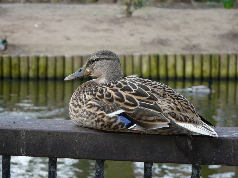 Sitting Duck Photograph