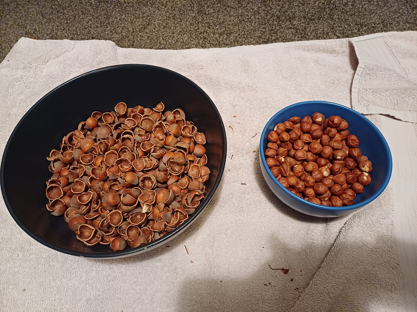 Hazelnut shells in a large dark bowl; hazelnuts in a smaller blue bowl; both sitting on a towel with shell fragments scattered over it.