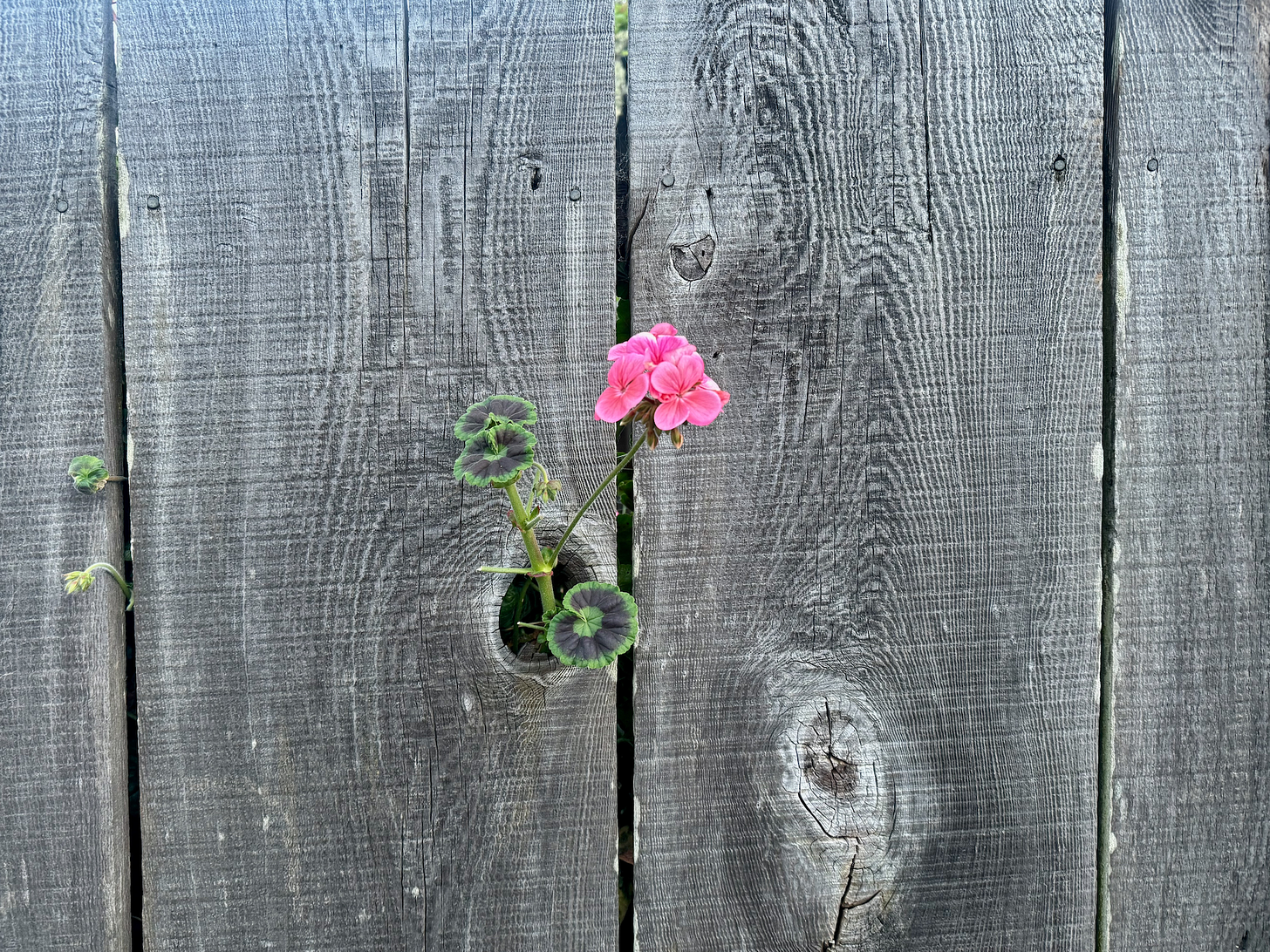 Pink geranium poking through a knothole in a fence