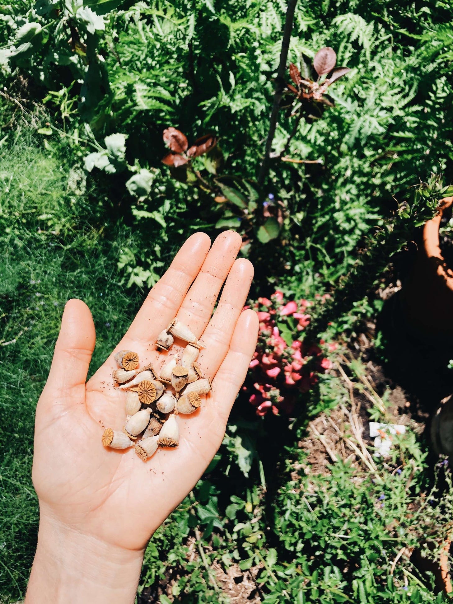 A handful of poppy seeds