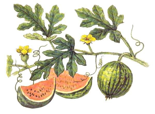 Drawing of watermelon, including a detail of the vine it grows on, the leaves and yellow flowers, and two slices to show the pink and seedy interior