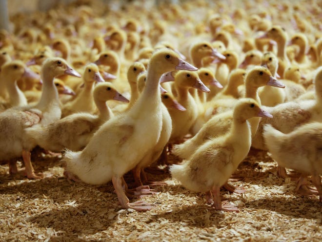 Ducklings are pictured at Hudson Valley Foie Gras, in Ferndale, New York,on March 3.