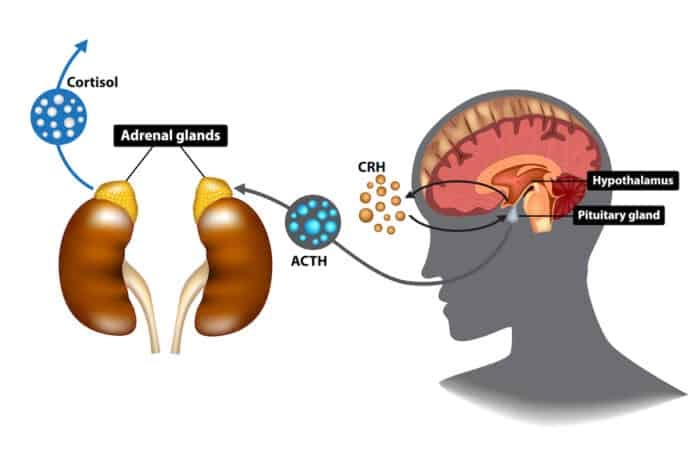 stress management system HPA to reduce stress