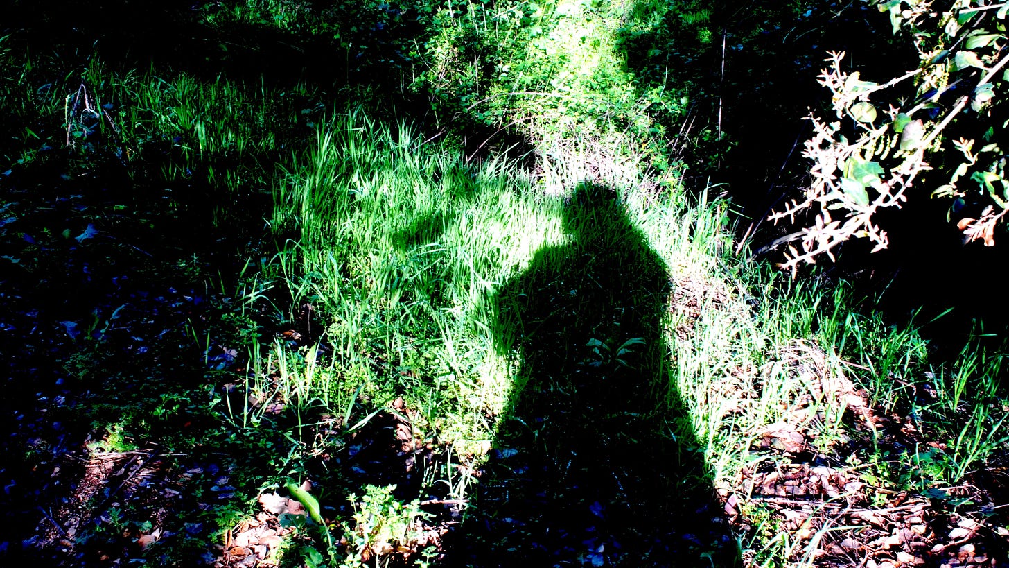 Shadow on forest floor in front of a path to communicate that often the shadow can lead us to the right path.