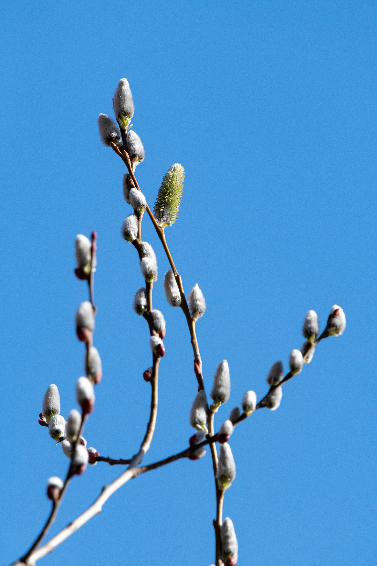 The downy silver catkins of a pussy willow, one of the catkins erupting into green