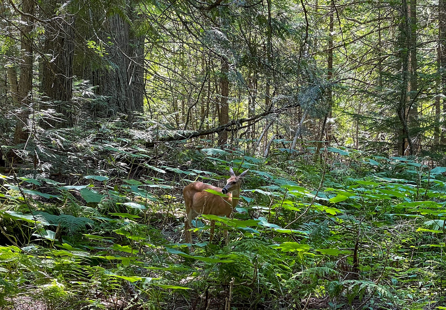 deer in the forest