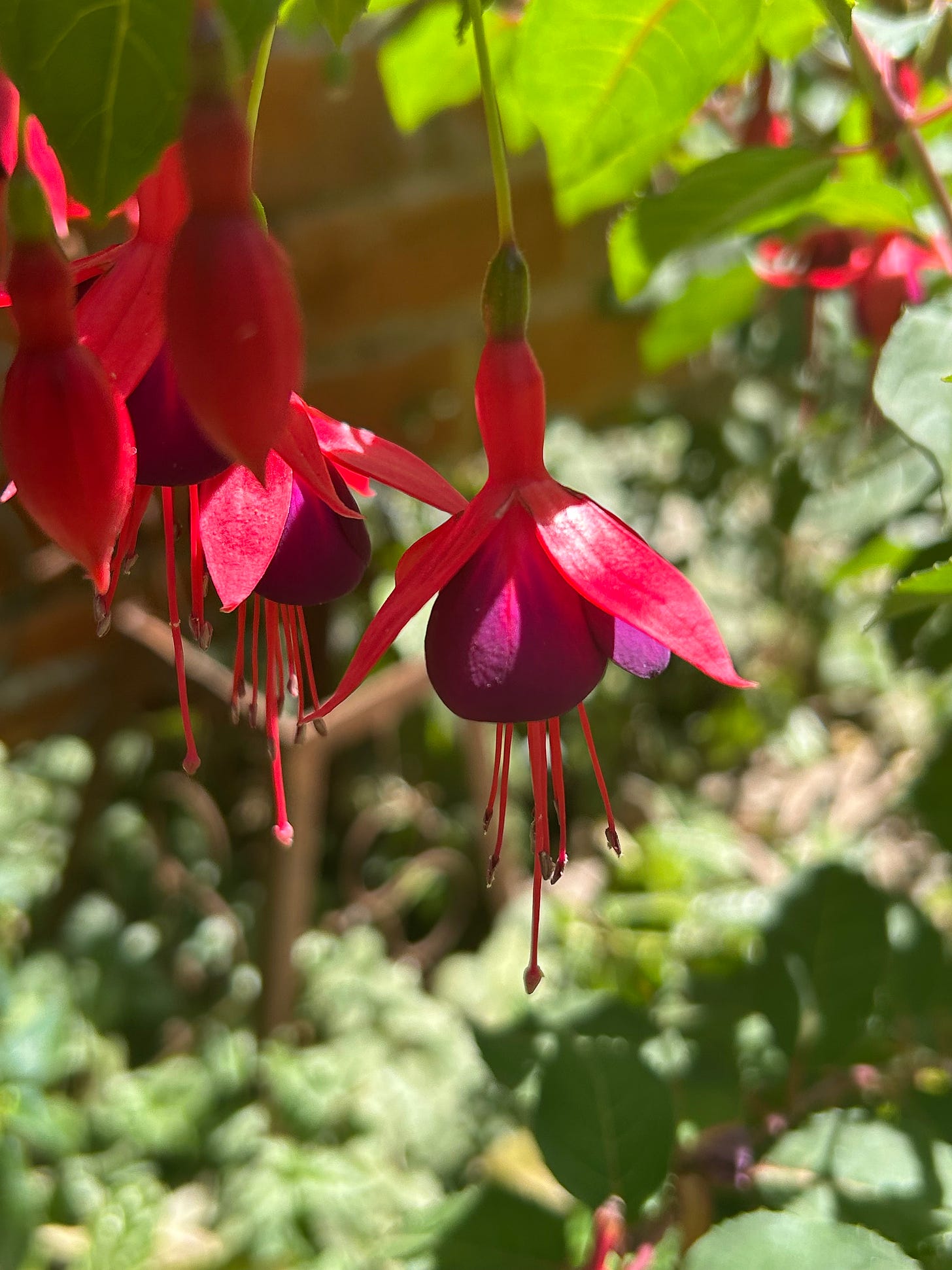 purple fuchsia flowers against green leaves