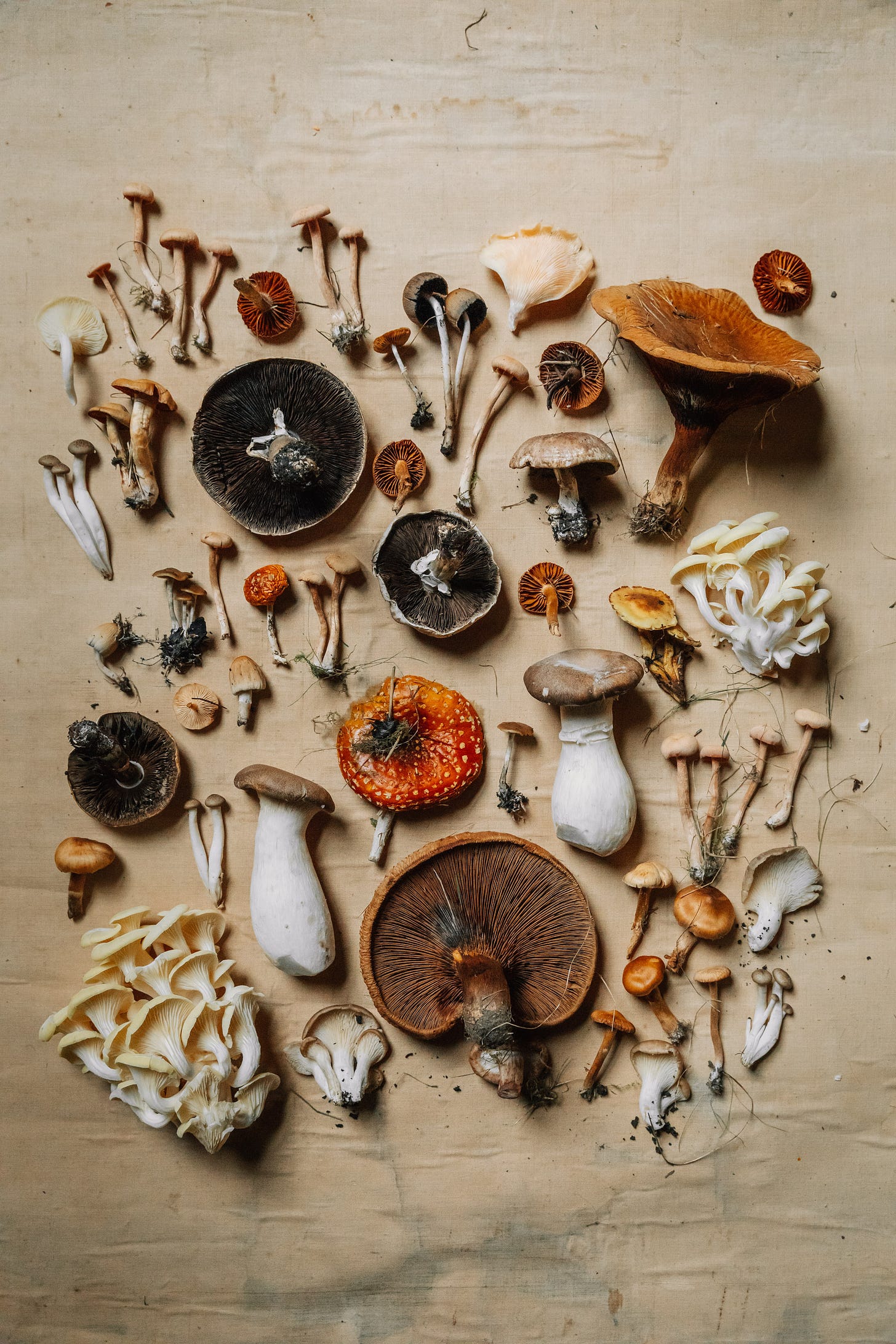 A flatly of lots of different types of mushrooms.