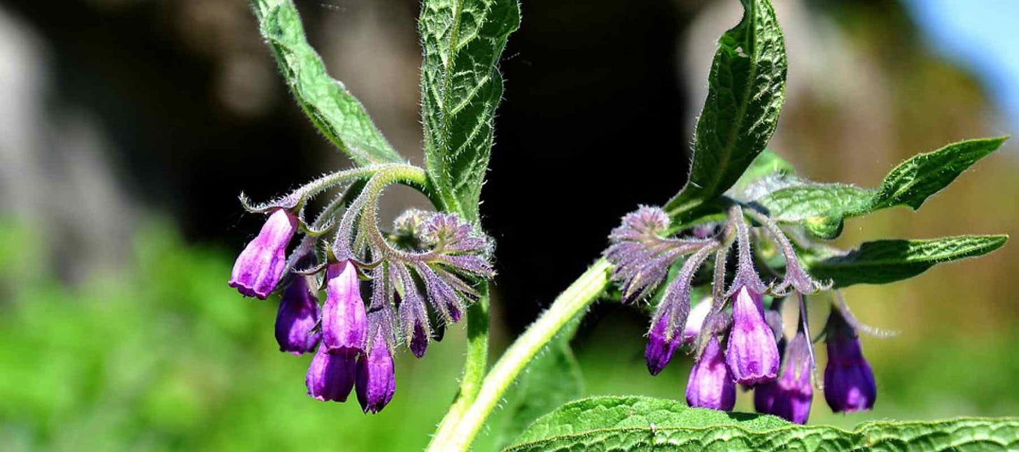 Comfrey Oil | Naturalpedia