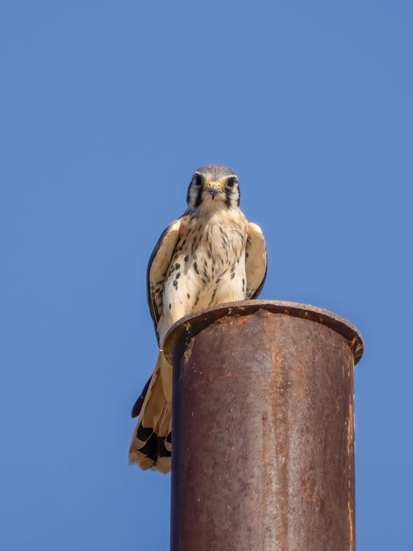 20241002-Marana-7-Edit.jpg