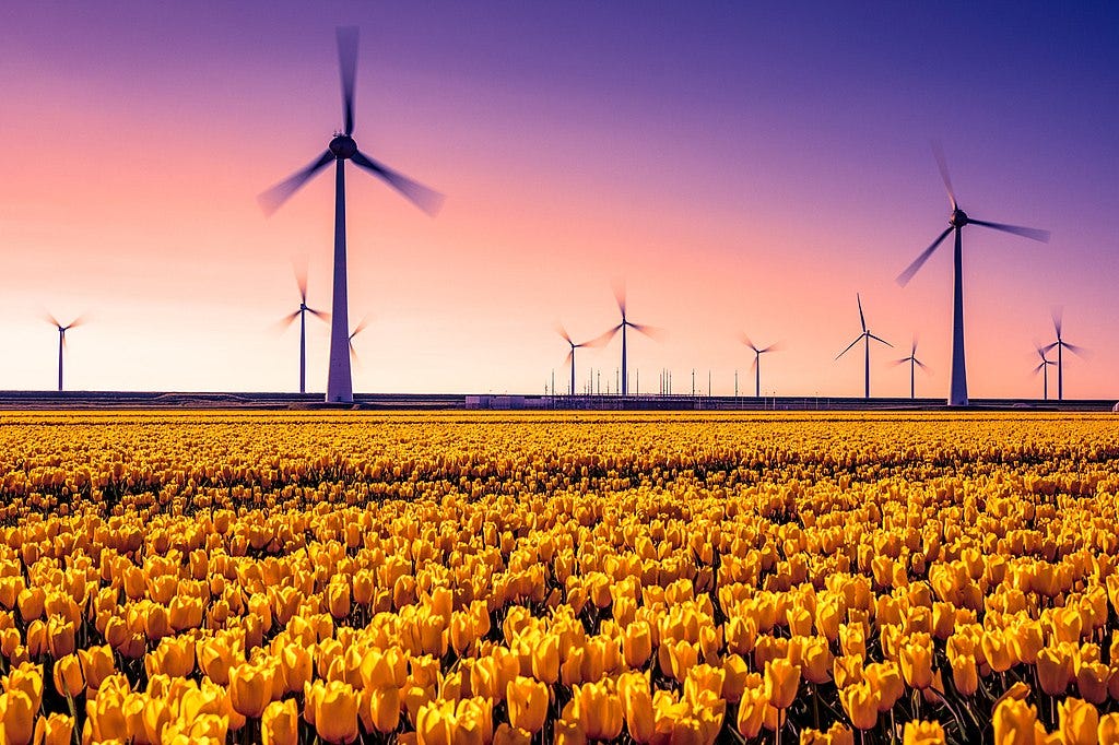 a field of bright yellow Dutch tulips with modern wind turbines in the background