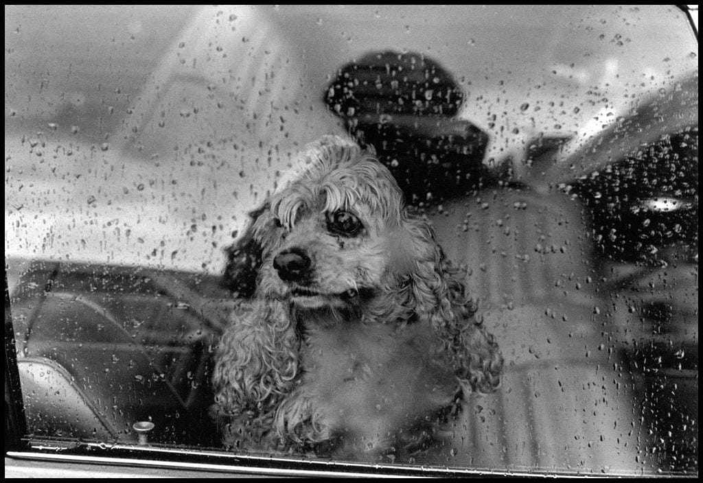 Chinese Year of the Dog • Elliott Erwitt • Magnum Photos